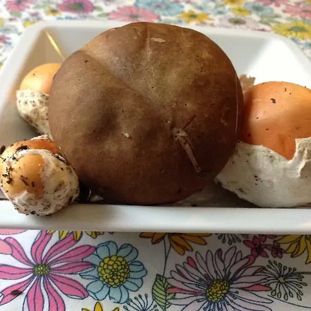 Il Nido Della Rondine * Leivi