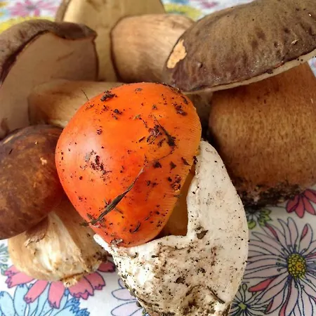 Couette-café Il Nido Della Rondine