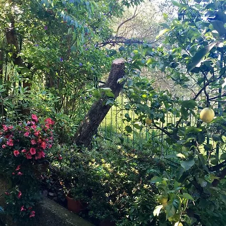 Il Nido Della Rondine *